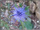 foto Fiori
